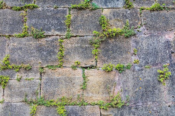 France-Dordogne-Hautefort Plants growing in a stone wall in the town of Hautefort